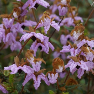 Thomasia grandiflora